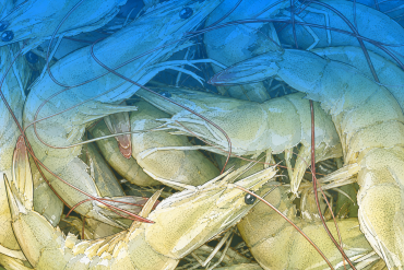 India’s Shrimp Exports Shift Away from the US as Global Trade Patterns Change