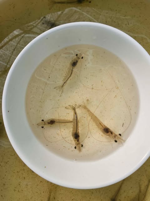 Water with Brown Diatom