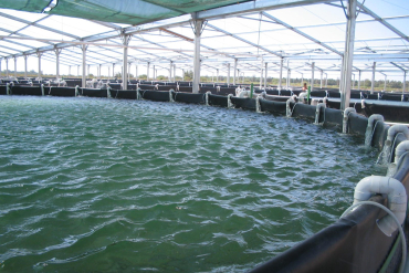 Biofloc Technology: A Simple Guide to the Future of Sustainable Aquaculture