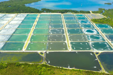 Shrimp Pond Water Characteristics: What They Mean and What to Do
