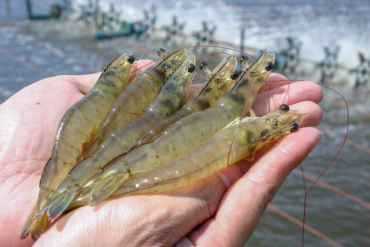 Managing Alkalinity in Shrimp Ponds: Why It Matters and How to Increase It Using Lime