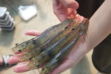 Managing Salinity in Shrimp Ponds: How to Identify High Salinity and Reduce It Safely